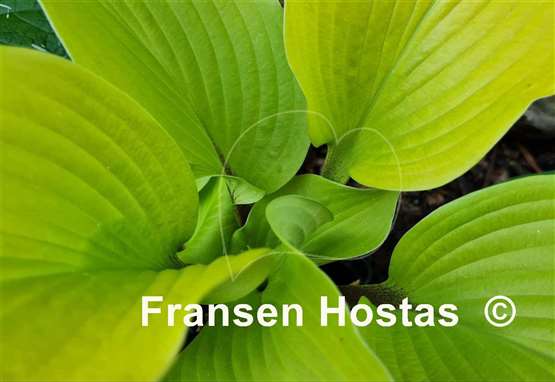 Hosta Hotshot